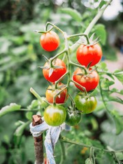 Sprig of ripe cherry tomatoes in the garden