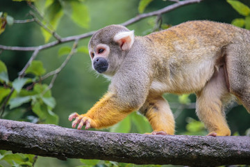 Saïmiri commun sur une branche