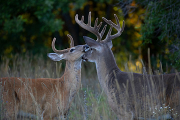 White-tailed bucks greeting each other on an early morning in summer in Canada