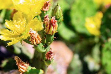 Blossoming yellow cactus in close-up, unopened flower buds.