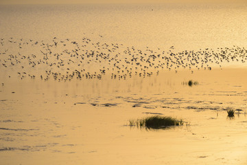 Sea water and birds