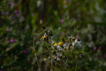 Flower field at bird sanctionary Hjälstaviken west of Stockholm