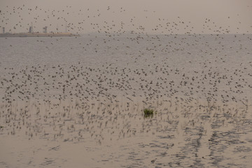 Sea water and birds