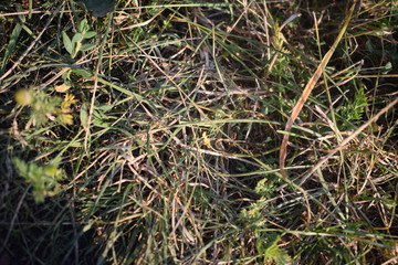 green grass in the summer Park