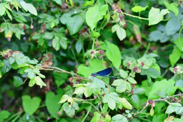 One blue beauty dragonfly   -   Calopteryx virgin  sits on blackberry bush