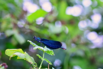 A blue beauty dragonfly   -   Calopteryx virgin in nature with bokeh