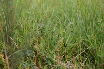 green grass in the summer Park