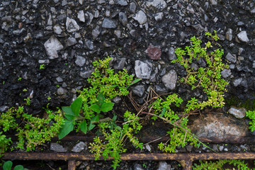 Green leaf plant on the street