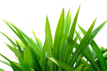 Pandan leaves on a white background