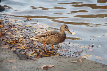 duck on the beach