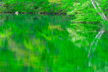 新緑の木立と池　八千穂高原