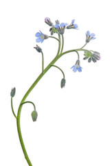 isolated forget-me-not flower stem with small flowers