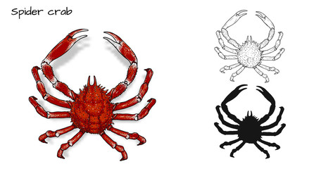 Crab vector by hand drawing.crab silhouette on white background.Spider Crabs art highly detailed in line art style.Animal pictures for coloring