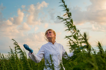 Scientist looking at bad and windy weather in marijuana CBD hemp plants field