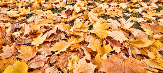 dark gold autumn maple leaves
