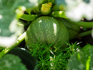Zucchini Rondini
