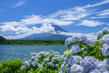 Obraz premium 富士山と紫陽花と雲
