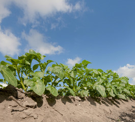 Growing potatoes. Fields in polder Netherlands