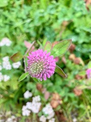 Pink Round Flower Head