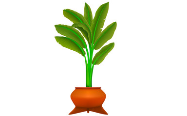 banana tree in pot on the white background