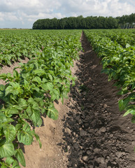 Growing potatoes. Fields in polder Netherlands