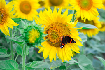 Close-up of colorful red black butterfly flying on yellow orange sunflowers on field