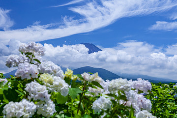 富士山と紫陽花と雲