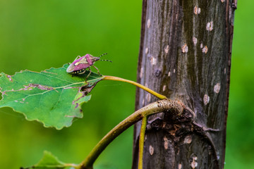 The stink bug perches on wild plants