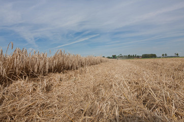 Fototapeta na wymiar Harvest. Wheat harvesting. Polders Netherlands agriculture
