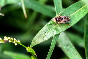 A spotted aphid fly perches on wild plants