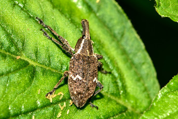 The ripple twill weevil perches on the wild plants