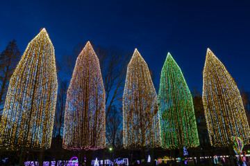 イルミネーションの木立