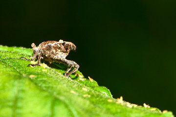 The ripple twill weevil perches on the wild plants
