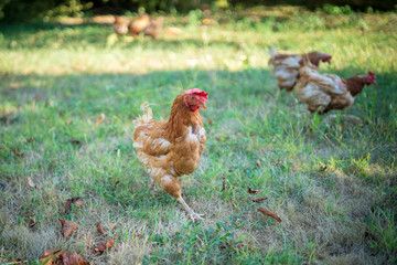 eggs hens created in the field