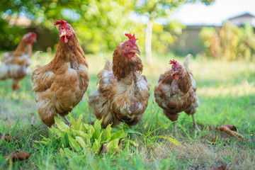 eggs hens created in the field