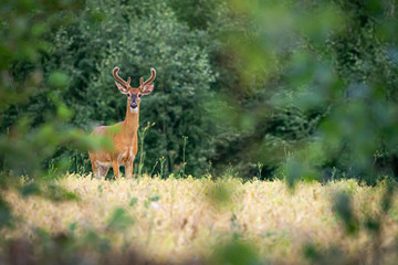 Staring Deer in Meadow
