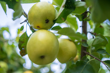 organic apples in the tree without treatments