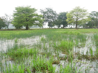 曇り空と湿地帯