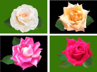 four rose flowers isolated on black and greeen backgrounds
