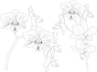 two black sketches of orchid branches
