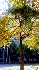 Naklejka premium ipê01