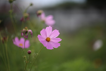 秋桜