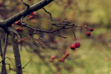 Red berries on branches of hawthorn trees without leaves in autumn