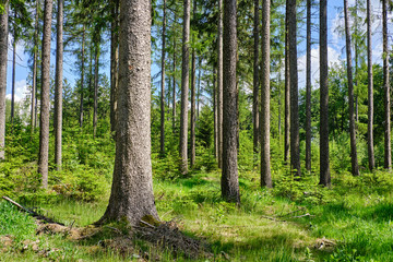 Obraz premium Waldspaziergang