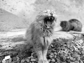 kedi