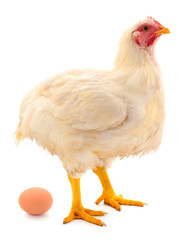 White hen  and egg isolated.