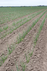 Fototapeta na wymiar Growing Onions. Agriculture Netherlands