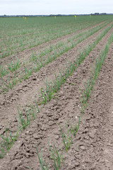 Growing Onions. Agriculture Netherlands