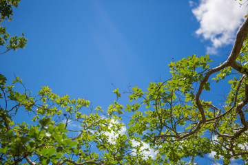 Evergreen tree in the summer sun.