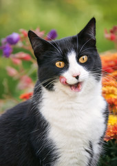 Cute cat, tuxedo pattern black and white bicolor, European Shorthair, licks and smacks her lips with opened mouth after eating, portrait in a flowery garden